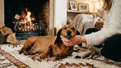 なぜ犬は撫でられるのが好きなのか――あなたの愛犬が感じていること