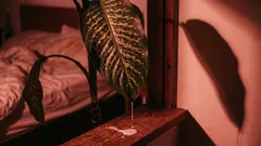 空気を浄化するどころか、汚してしまう5つの植物