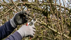 春に果樹を剪定する際、実を落とさないようにするには