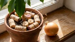 私は玉ねぎや花の植わっている花壇のハエを、普通のワインのコルクで追い払いました（皆さんにも同じことをお勧めします――本当に効果がありますよ！）。